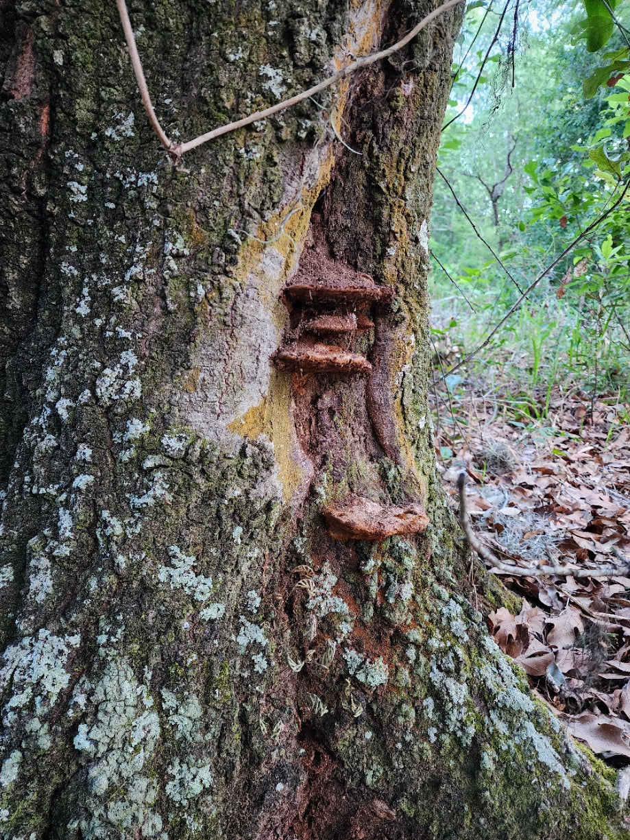 Shelf-like brown fungi growing along a crevice in a lichen-covered tree trunk, with green woodland and fallen leaves in the background.